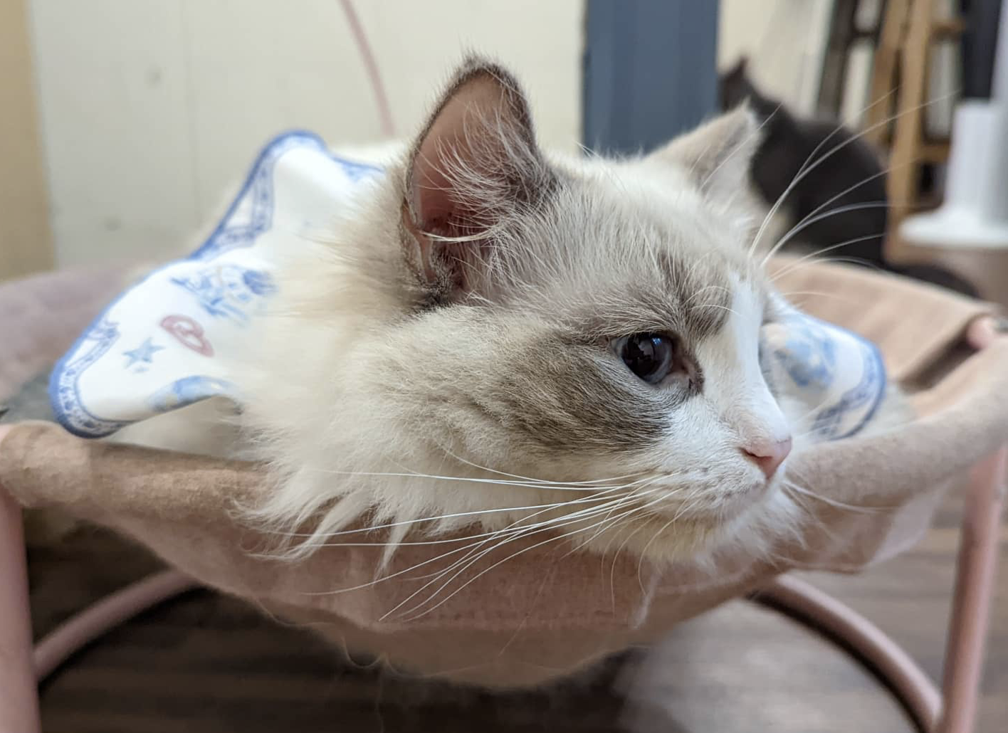 我最喜欢的是布偶猫!